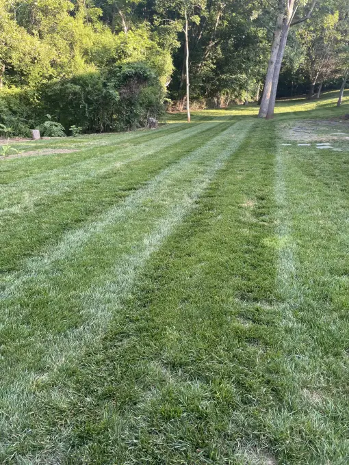 Freshly mowed backyard lawn with clean mowing stripes bordered by mature trees