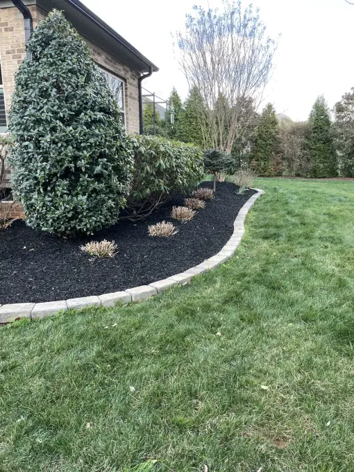 Fresh black mulch bed with newly planted shrubs and a natural stone border curving through a green lawn